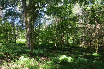 8.3 acres of For sale in Scotland