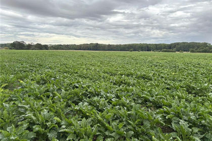 49.9 acres of Undeveloped Land for sale in Doncaster North