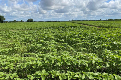 Farmland for sale in Gosberton