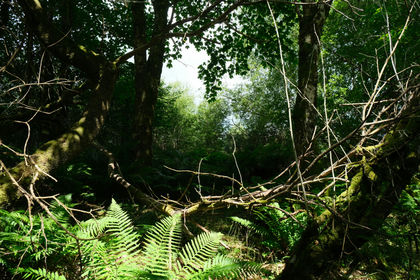 4 acres of Woodland for sale in