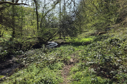 14.2 acres of Woodland for sale in Brompton Regis
