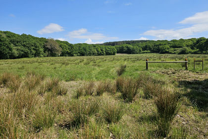 14.5 acres of Woodland for sale in