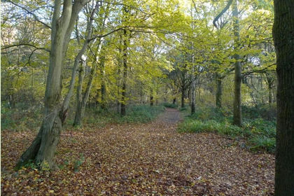 Land for sale in Charlwood