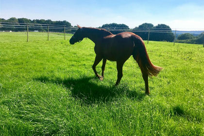 5.8 acres of Agricultural Land for sale in Hartfield