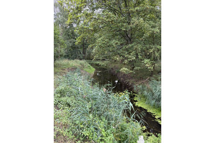 6 acres of Woodland for sale in