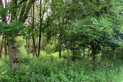 16.5 acres of Woodland for sale in Sandford