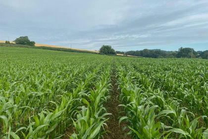 17.4 acres of Agricultural Land for sale in Rock