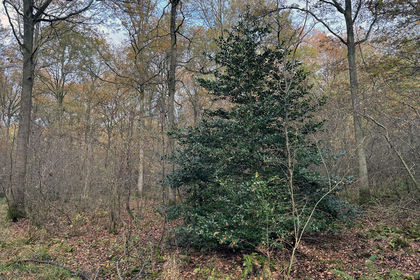 6.3 acres of Woodland for sale in