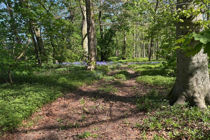 Woodland for sale in Branston and Mere