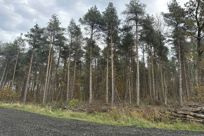 14.2 acres of Development Land for sale in Wingate