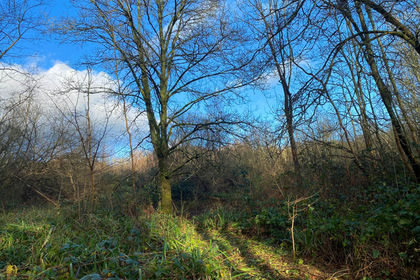 5 acres of Woodland for sale in