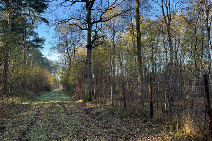 41 acres of Woodland for sale in Woolpit