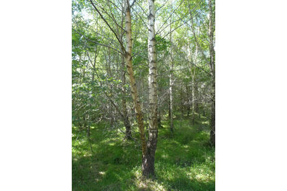 4.5 acres of Woodland for sale in