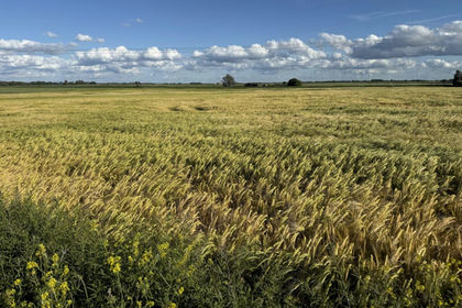 27.5 acres of Farmland for sale in Whittlesey