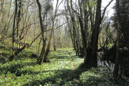 15.5 acres of Woodland for sale in Chetton