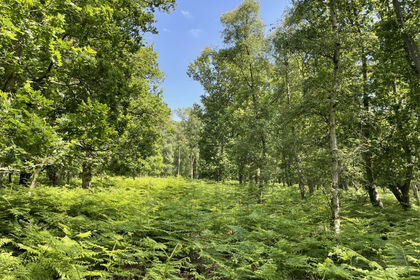 5.5 acres of For sale in Suffolk