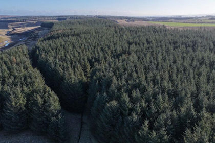 101.3 acres of Timberland for sale in Berwickshire, Roxburgh and Selkirk