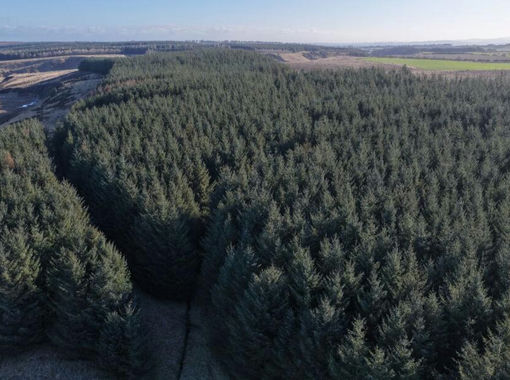 101.3 acres of Timberland for sale in Berwickshire, Roxburgh and Selkirk
