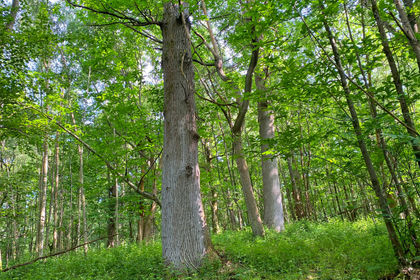 4 acres of Woodland for sale in