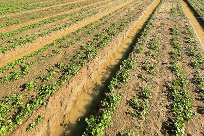 Agricultural Land for sale in Burnham