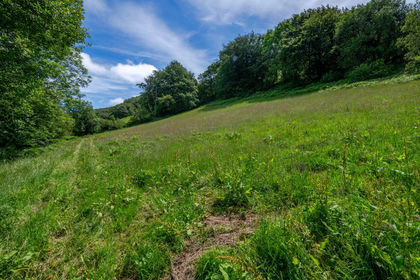 Grazing Land for sale in Brendon