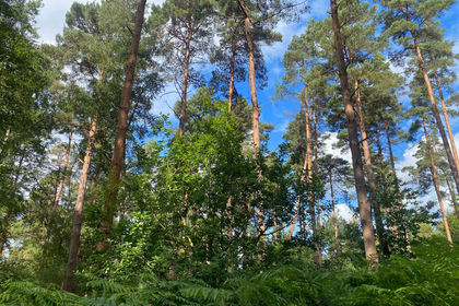 4.5 acres of For sale in Kent
