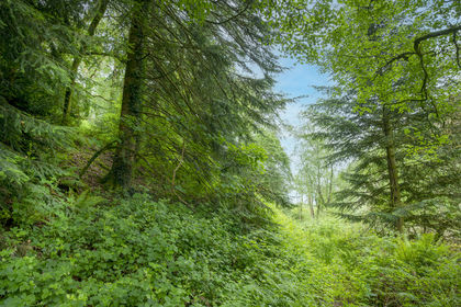 4.7 acres of Woodland for sale in