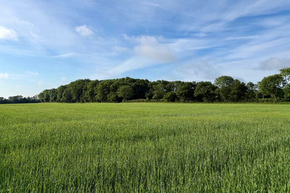 49.1 acres of Farmland for sale in Wissett