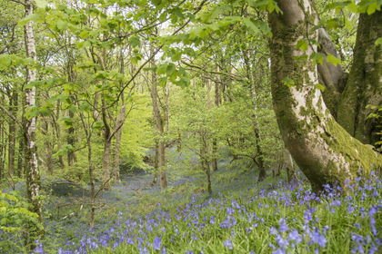 18 acres of Woodland for sale in Tebay