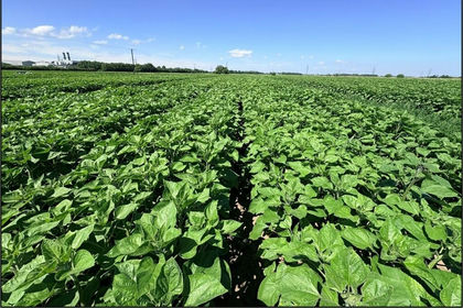 46.5 acres of Farmland for sale in South Holland and The Deepings