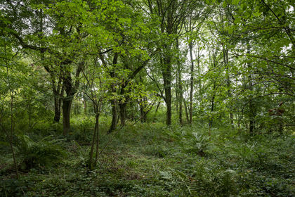 4.5 acres of Woodland for sale in