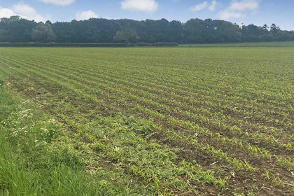 68.1 acres of Agricultural Land for sale in Bishop Norton