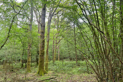 4 acres of Woodland for sale in