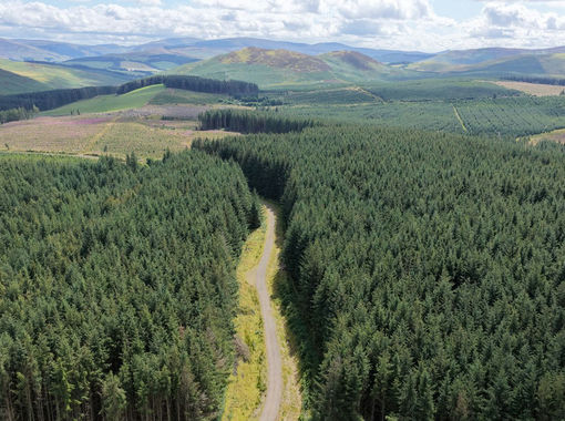 276.8 acres of Timberland for sale in Dumfriesshire, Clydesdale and Tweeddale