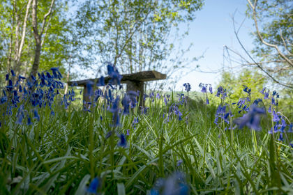 5 acres of Woodland for sale in