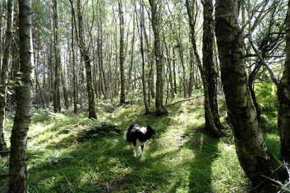 5 acres of Woodland for sale in