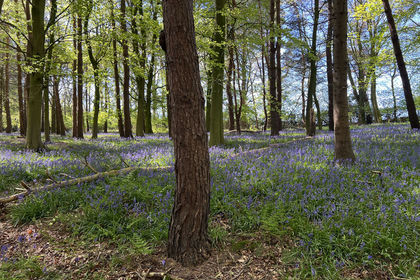 4.8 acres of Woodland for sale in