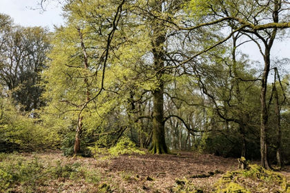 1.5 acres of Woodland for sale in