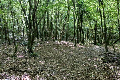 2.5 acres of Woodland for sale in