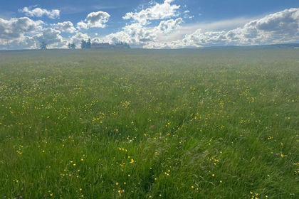 29.4 acres of Agricultural Land for sale in Woodland