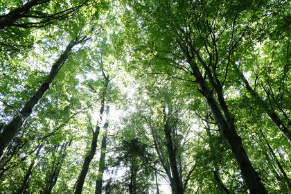 5.3 acres of Woodland for sale in