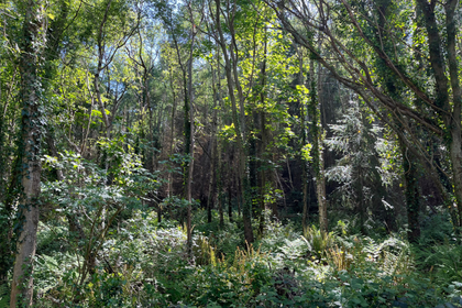 60 acres of Woodland for sale in Abergele