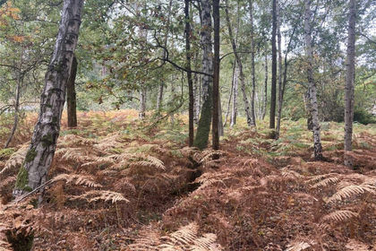 Development Land for sale in Finchampstead