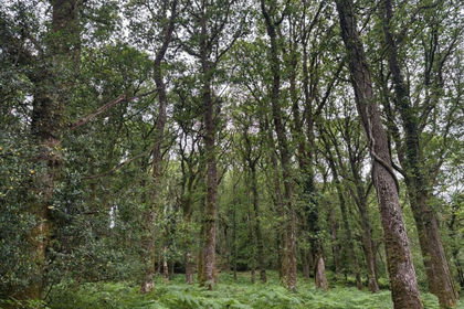 4 acres of Woodland for sale in Oakford