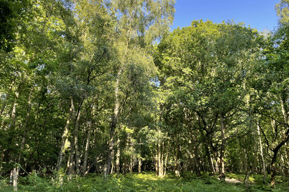 4 acres of For sale in Suffolk
