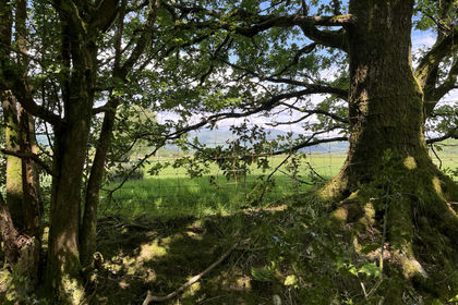 9 acres of Woodland for sale in