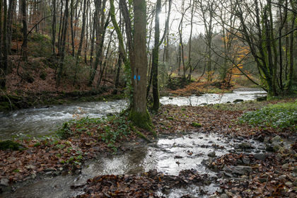 13 acres of Woodland for sale in