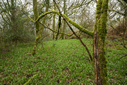 7.3 acres of Woodland for sale in