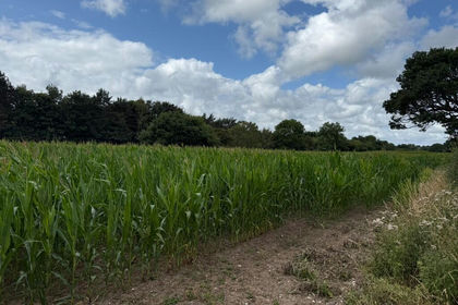 5 acres of Agricultural Land for sale in Buckley