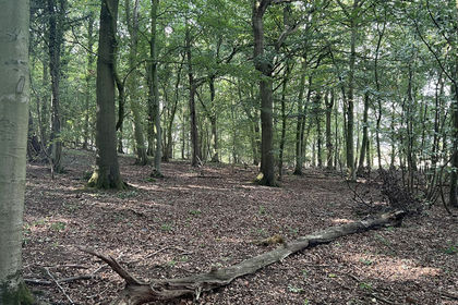 2.3 acres of Woodland for sale in